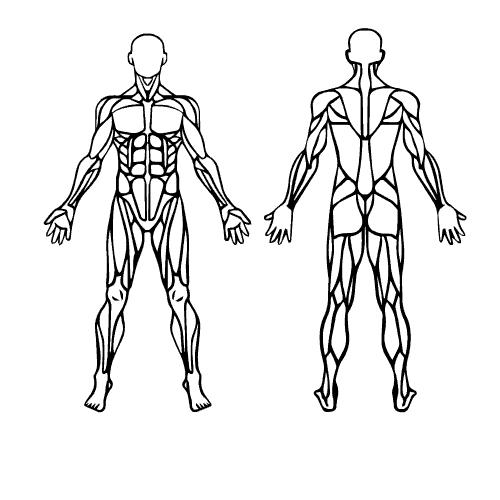 Muscules_Stimulated build up muscle